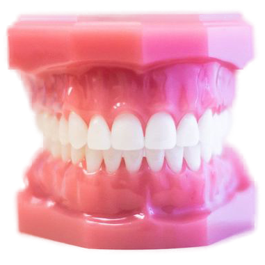 metal braces on model